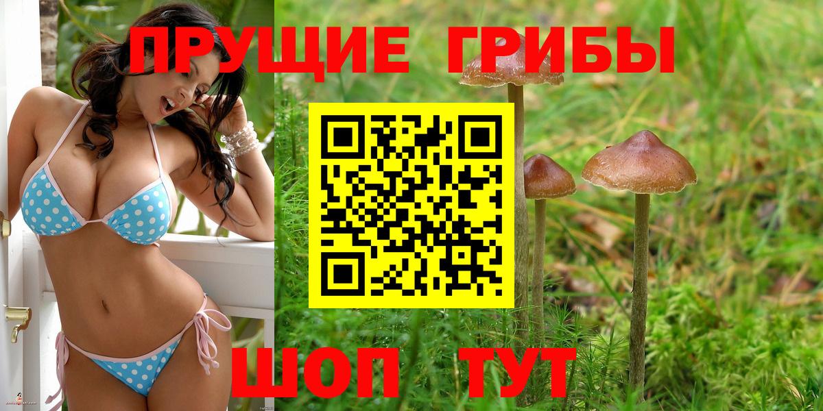 Псилоцибиновые грибы Psilocybe Клин